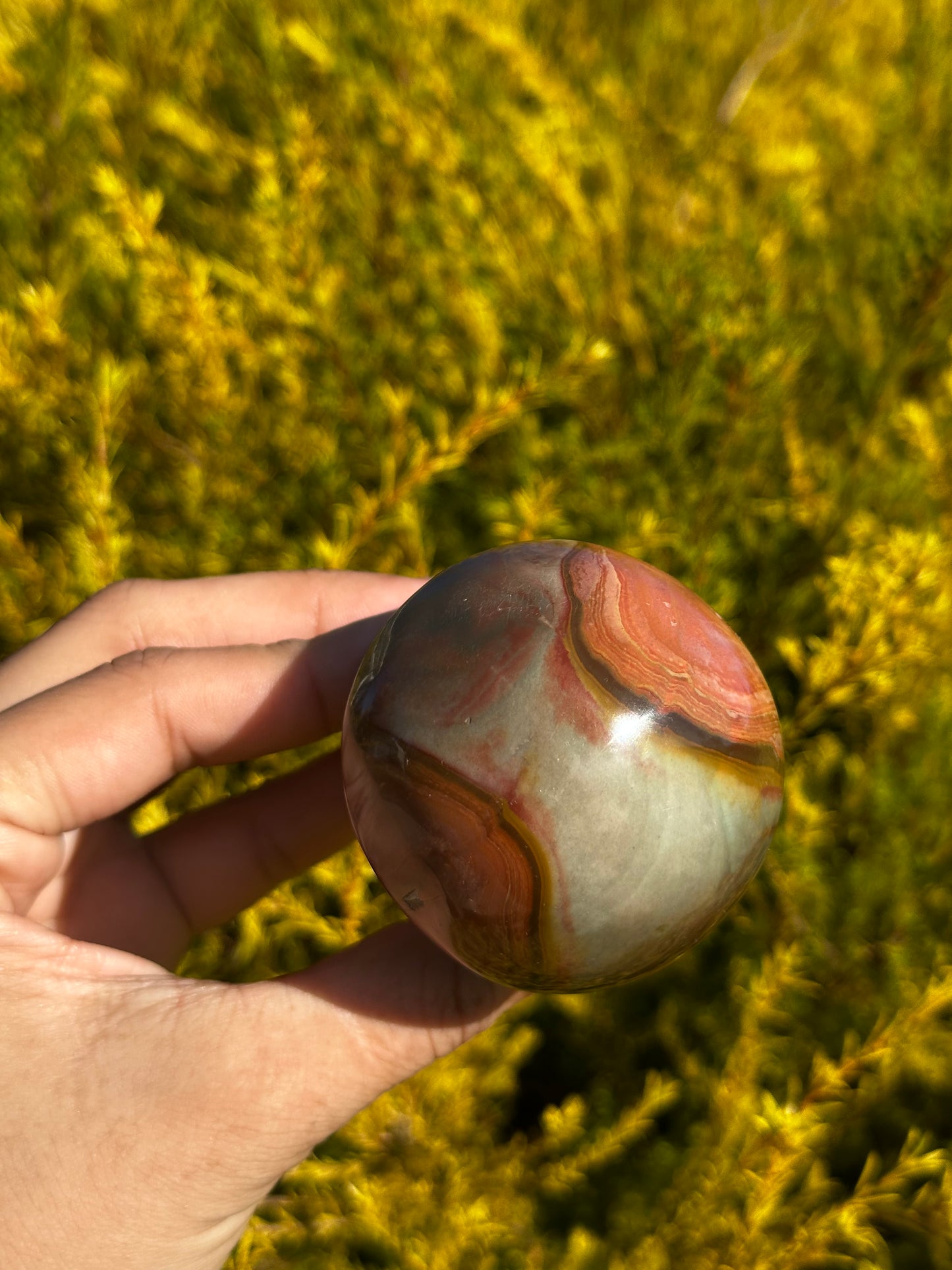 Polychrome Mushrooms