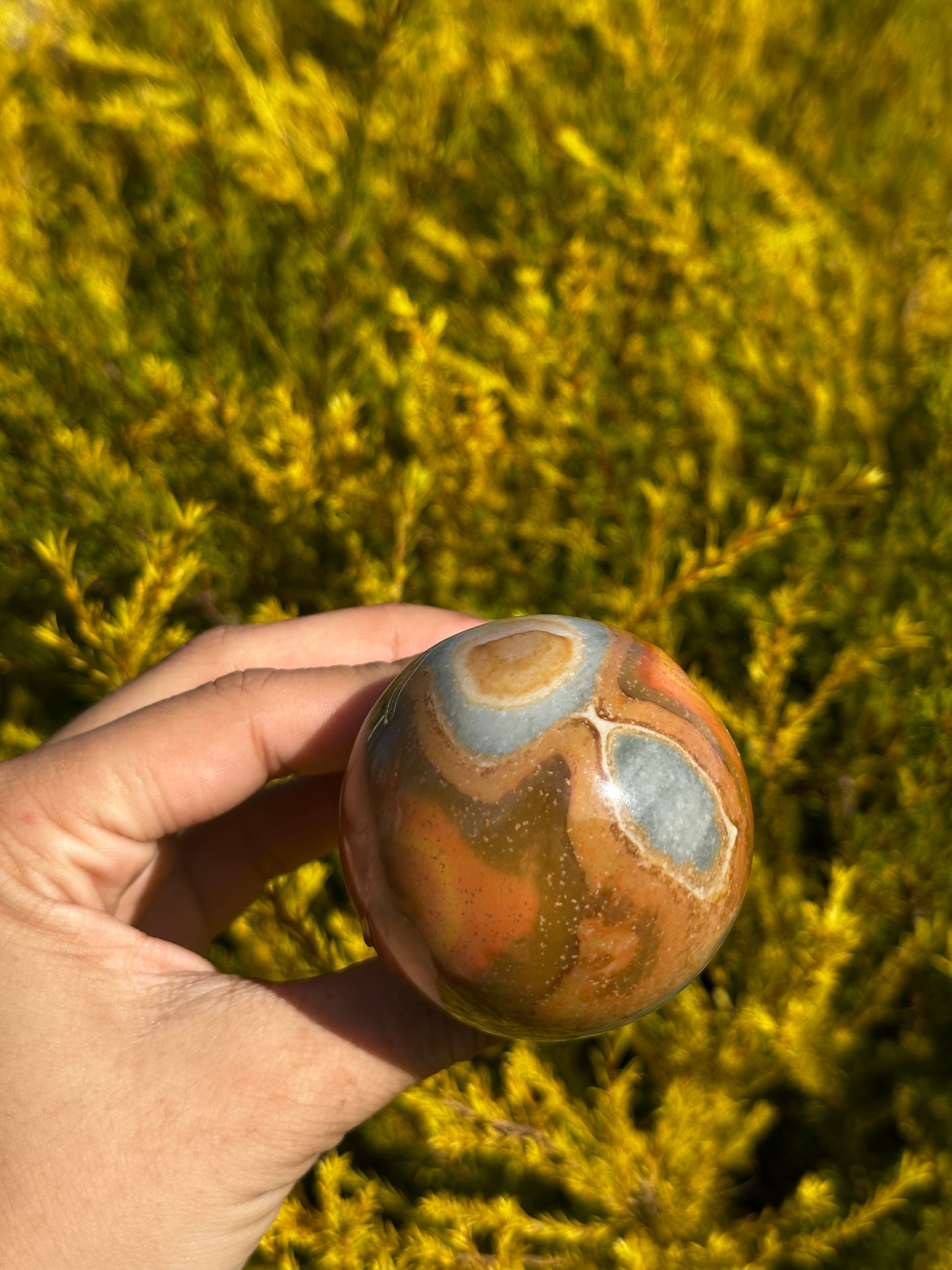 Polychrome Mushrooms