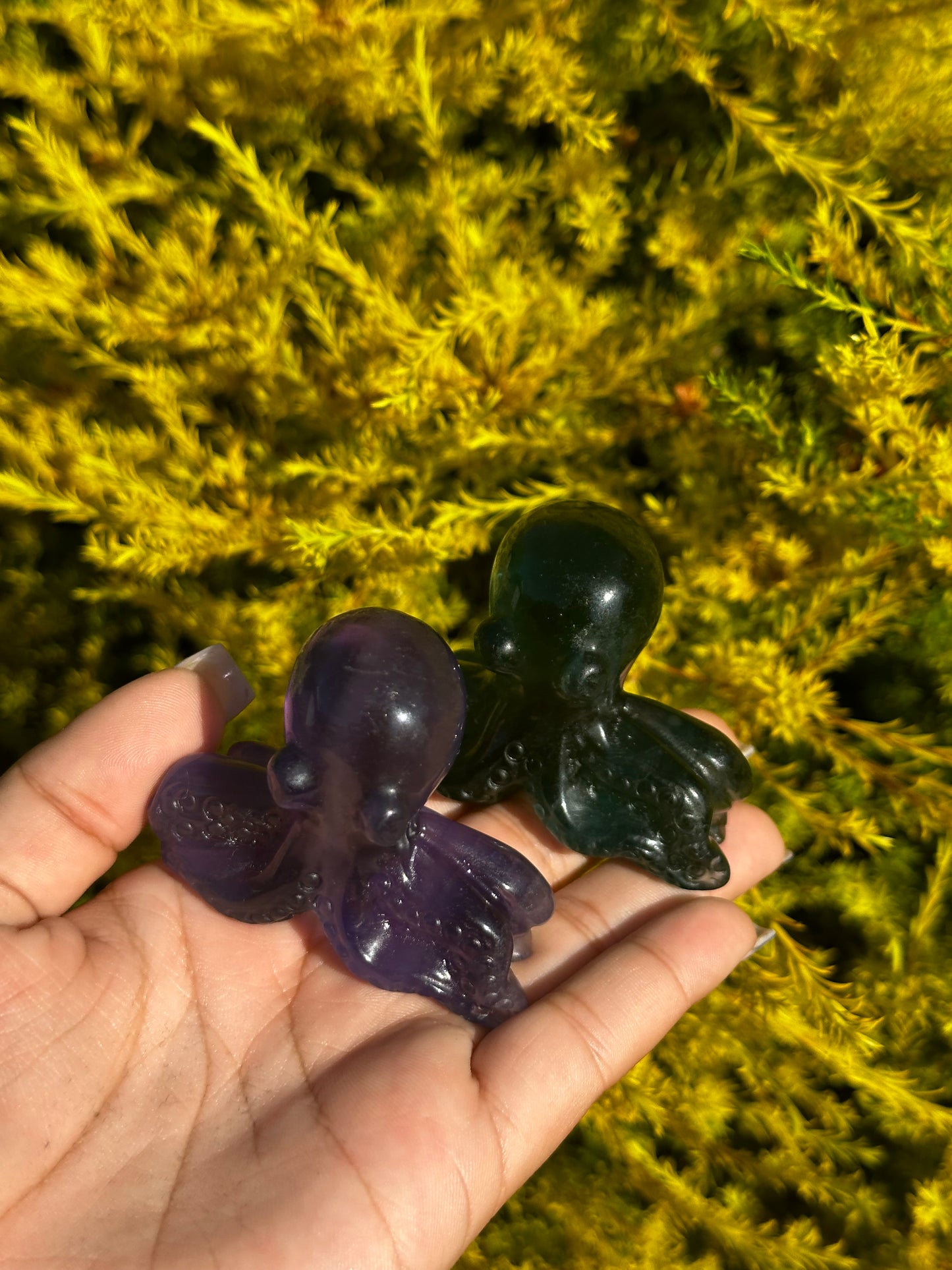 Fluorite octopuses
