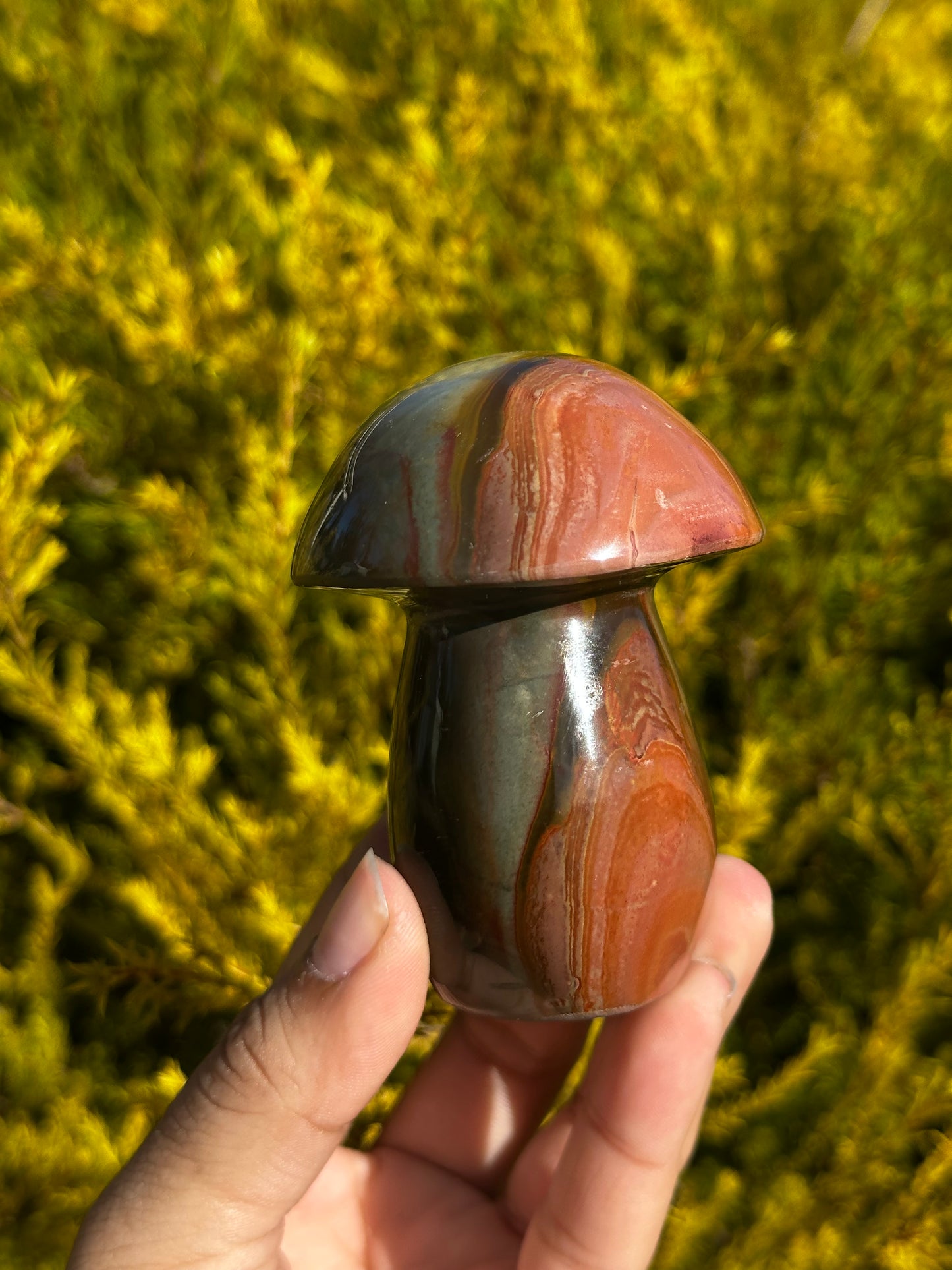 Polychrome Mushrooms