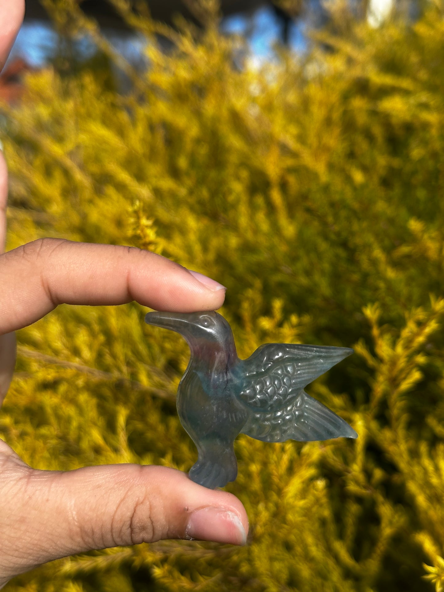 Flourite humming birds