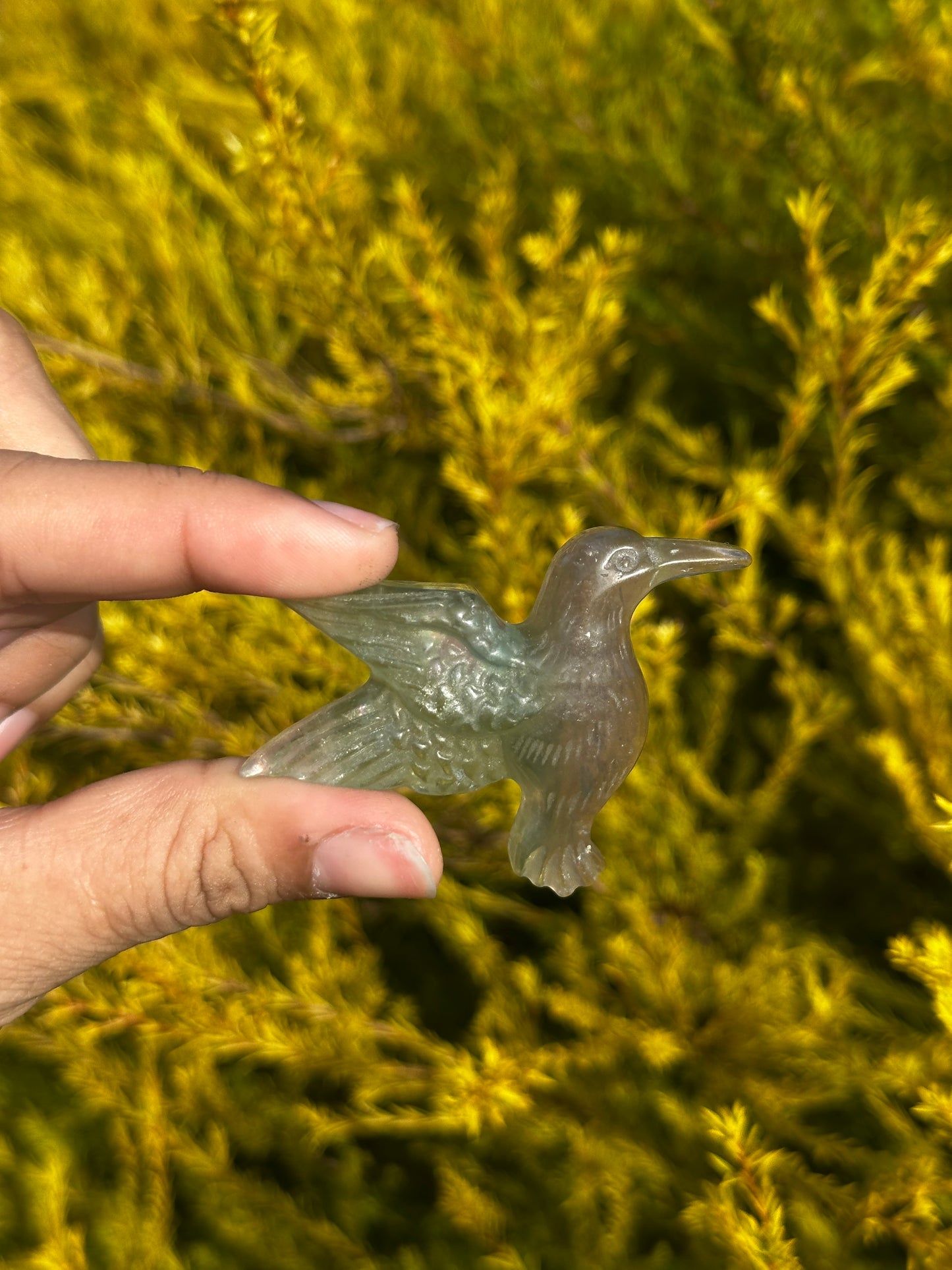 Flourite humming birds