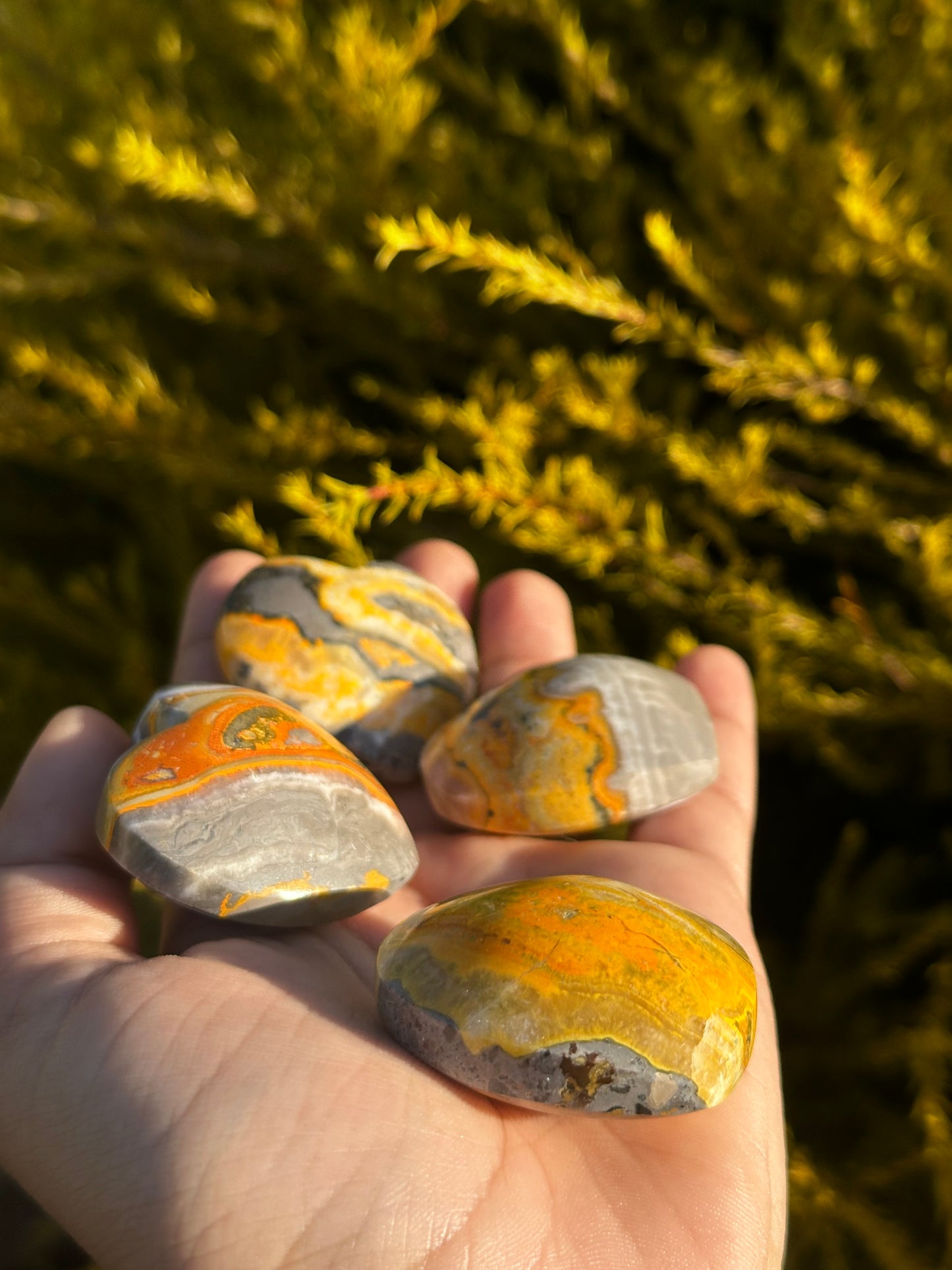 Bumblebee Jasper hearts