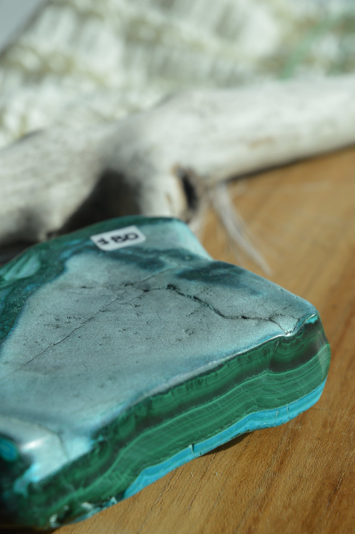 Large Malacholla Chunks