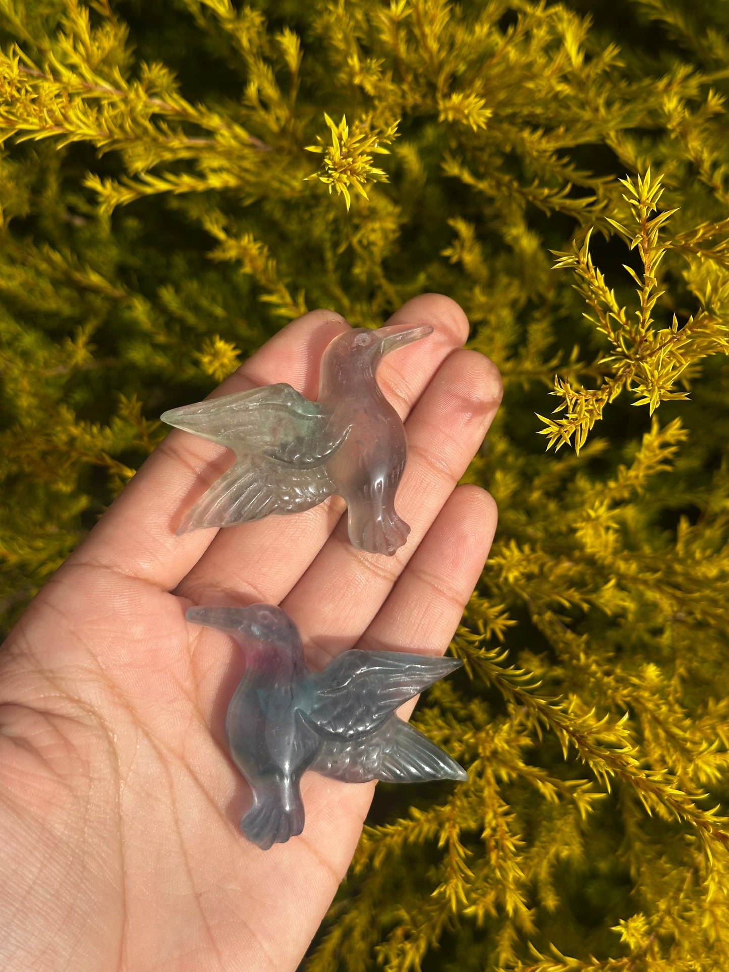 Flourite humming birds