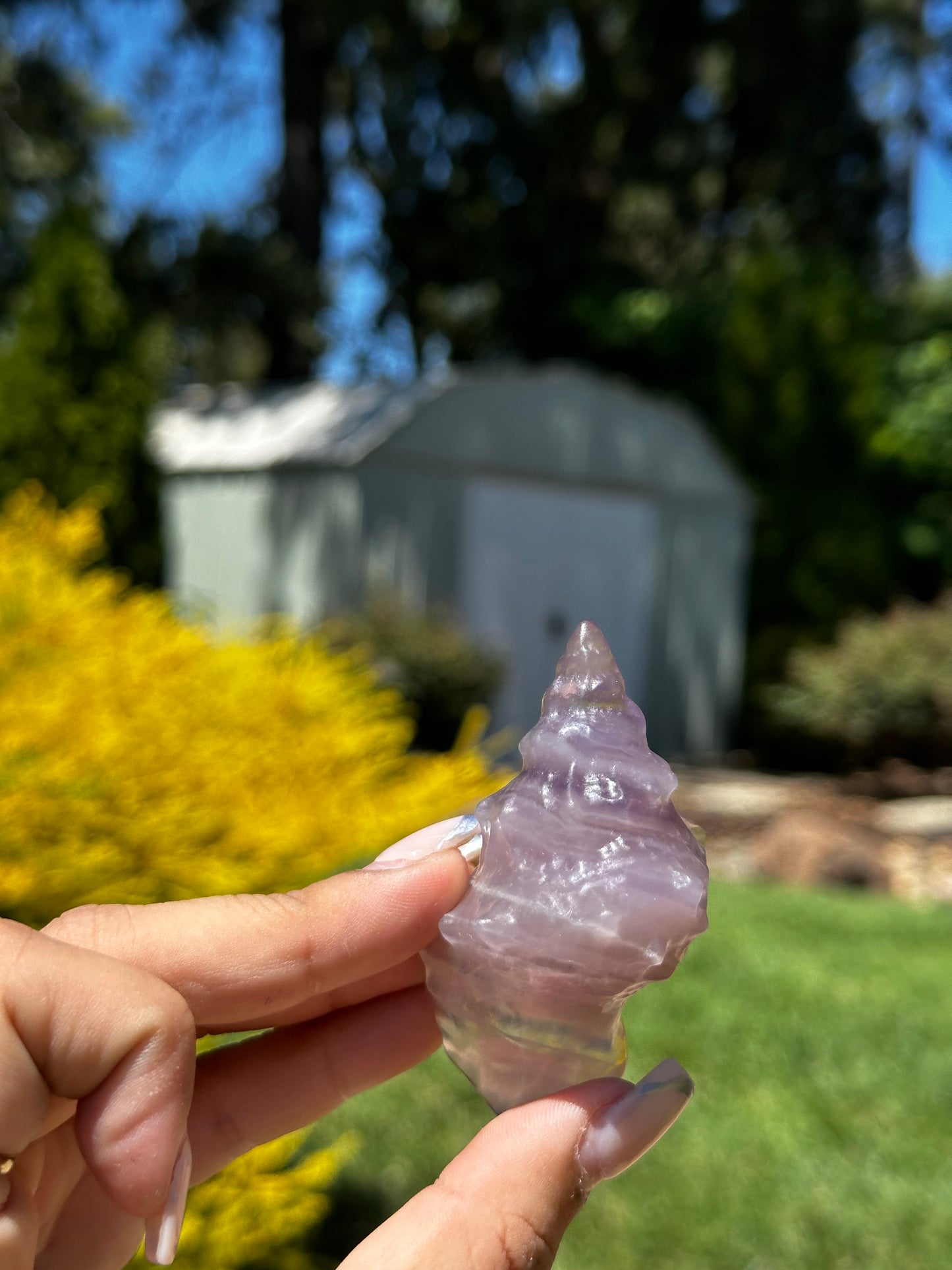 Fluorite conch shells