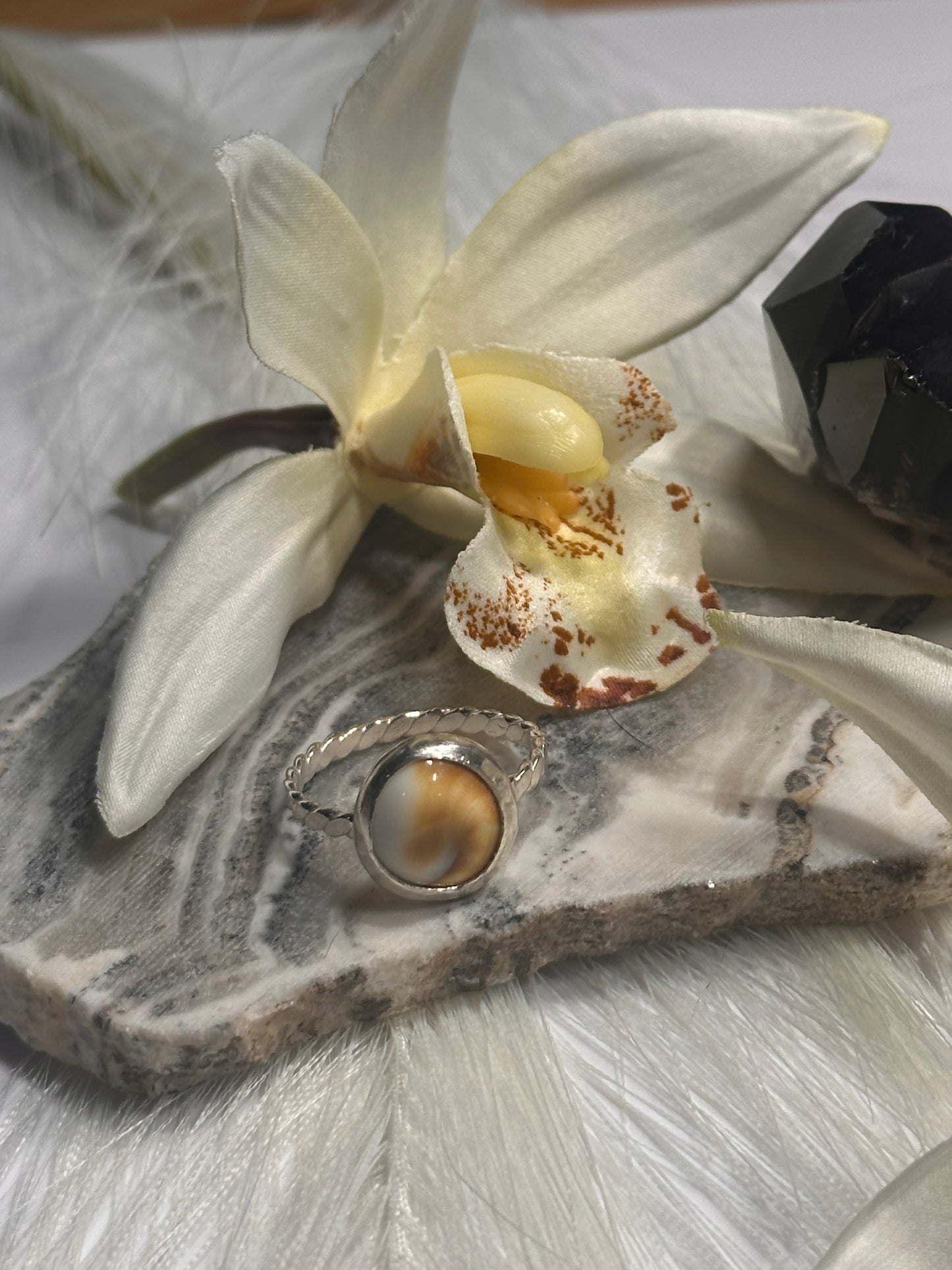 Operculum Shell Ring - Sz 7.75