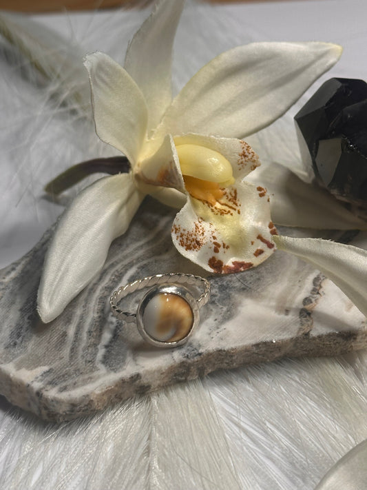 Operculum Shell Ring - Sz 7.75