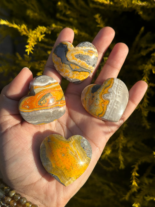 Bumblebee Jasper hearts