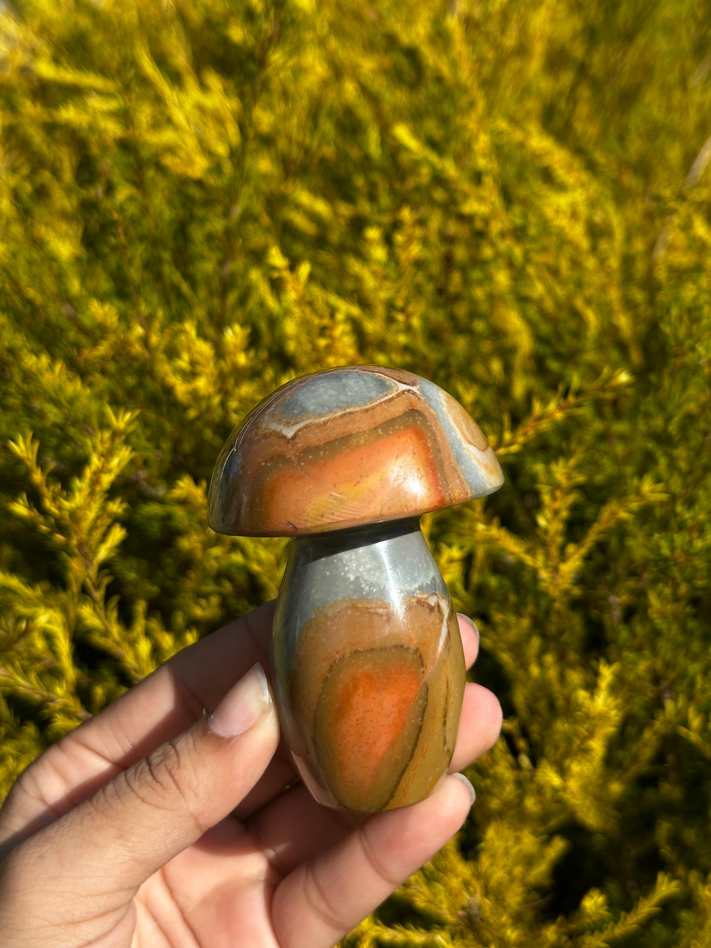 Polychrome Mushrooms