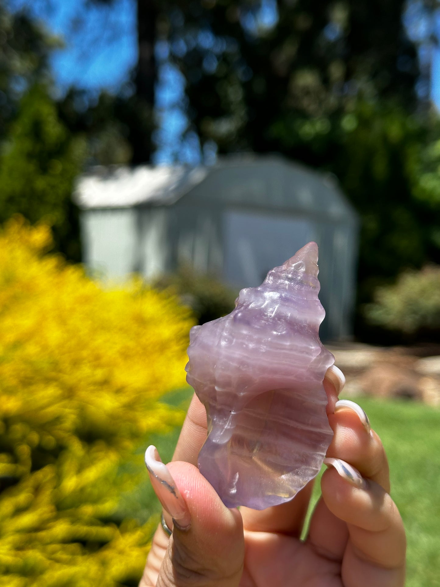 Fluorite conch shells