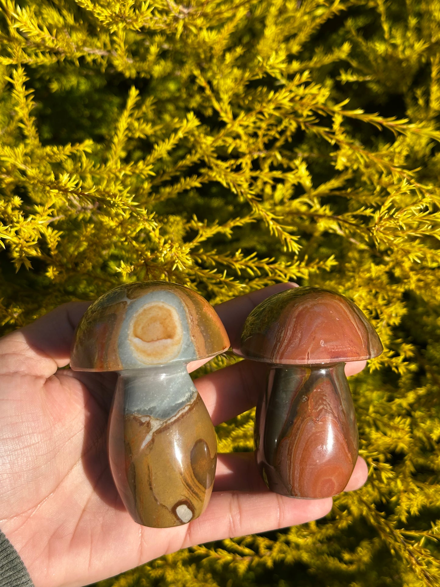 Polychrome Mushrooms