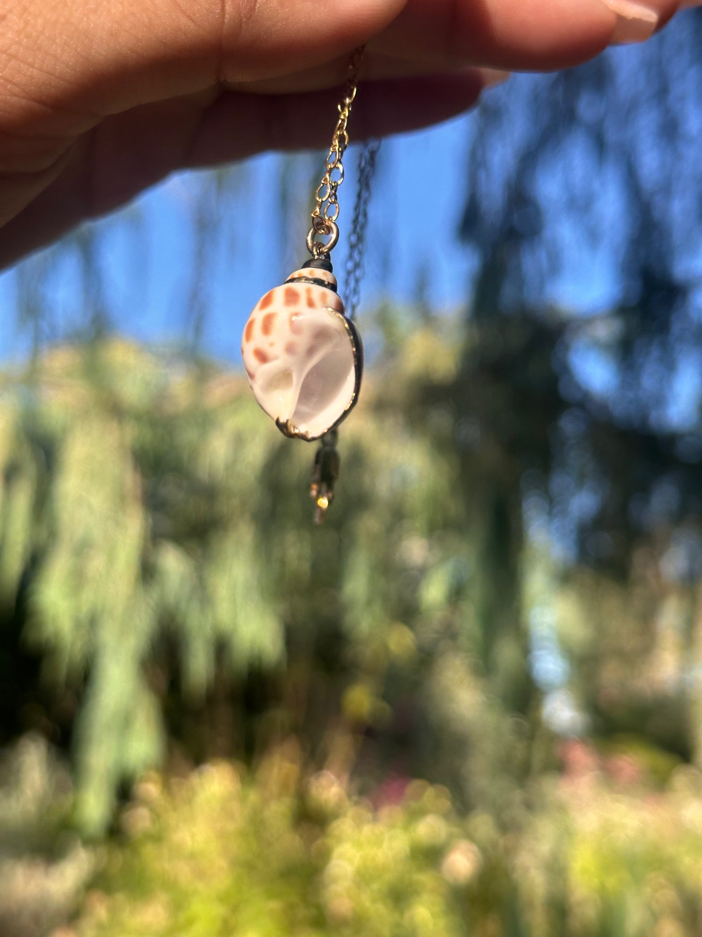 Conus Shell Necklace