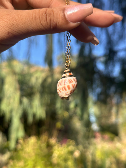 Conus Shell Necklace